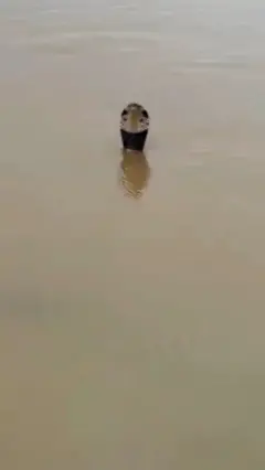 Голова змеи, торчащая из воды