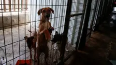 B﻿eyt Sahur hayvan barınağı 