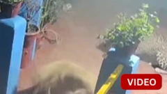  சிறுத்தையிடம் சிக்கிய நாய் தப்பித்தது எப்படி?