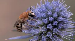 divlja pčela na cvetu