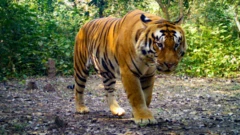 बाघ
