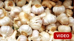 காணொளி: உலகம் முழுக்க பூண்டு பரவிய வரலாறு தெரியுமா?