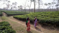বাংলাদেশের একটি চা বাগানে কাজ করেন দুই বোন