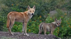 Cão-lobo castanho alaranjado ao ladojogos online de navegadorlobo cinzento