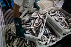 Homem trabalha com pescados em uma empresa em São Paulo