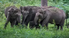 யானைகள்
