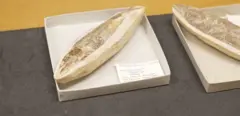 Peixe fossilizado dentro de uma caixa de papelão