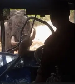 யானை தாக்குதல் 