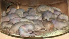 Um grupo de ratas-toupeiras-peladas descansa junto sobre maravalha dentro de um recinto transparente.