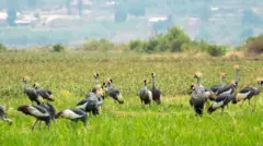 Imisambi iri mu gishanga iruhande rw'imirima. Hakurya kure hari ingo zitagaragara neza. 