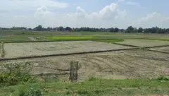 सप्तरीको धान रोपाइँ हुने खेत