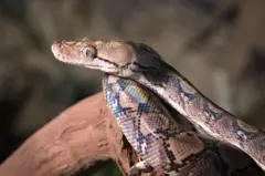 અજગર સાપ