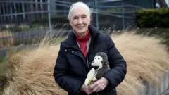 Jane Goodall e o Sr. H – o macaquinhocomo fazer jogos de loteria onlinepelúcia é seu companheirocomo fazer jogos de loteria onlineviagem há décadas