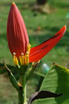 Botão vermelho com uma das brácteas abertas. É possível ver parte de uma folha de bananeira sobre fundo verde.