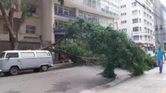 Árevore caída em rua de São Paulo