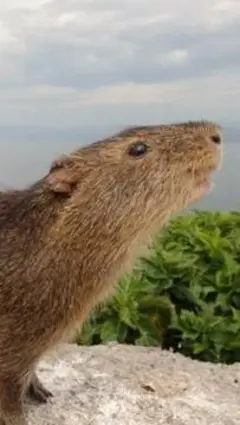 preá-de-Moleques-do-Sul