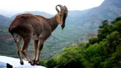 நீலகிரி வரையாடு திட்டம் 