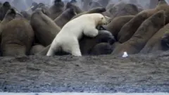 Um urso polar ataca uma colônia de morsas, mordendo o pescoço de uma delas – uma fêmea que está protegendo seu filhote.