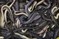 Snakes