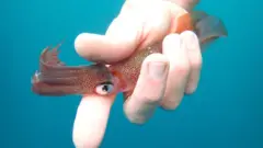 사람 손에 잡혀 있는 작은 오징어