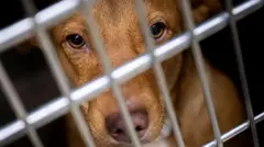 Cão atrás de gaiola em abrigo