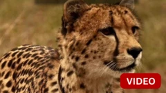 5 குட்டிகளை ஈன்ற இந்தியாவில் பிறந்த சிவிங்கிப் புலி