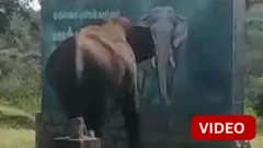 காணொளி: ஓவியத்தைப் பார்த்து யானை கொடுத்த ரியாக்சன்