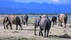 උඩවලව ජාතික වනෝද්‍යානය වර්ෂය පුරා අලි දැකිය හැකි සංචාරක ආකර්ෂණය දිනාගත් ස්ථානයකි.