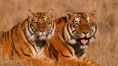 तुमसरमध्ये शिकारीसाठी वाघाची हत्या झाल्यानंतर आरोपींना अटक करण्यात आली.