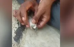 தெலங்கானா,விலங்குகள்