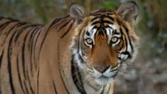 యారోహెడ్