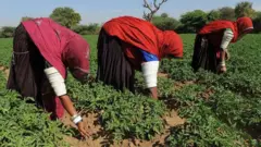 શિયાળુ પાક ખેતી પિયત