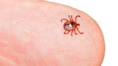 Carrapato-estrelapara apostar futeboldedo