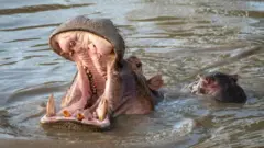 Amenyo y'imvubu ni imari icuruzwa ku isi