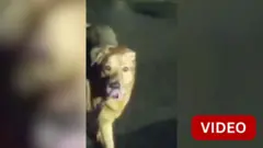 காணாமல் போன 86 வயது மூதாட்டியை கண்டுபிடிக்க உதவிய நாய்