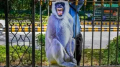 குரங்கு பதாகை வைக்கும் அரசு; என்ன பிரச்னை?