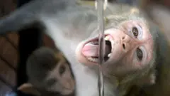 بندر، انڈیا