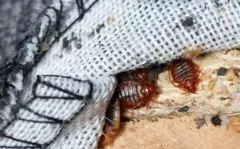 నల్లులు 