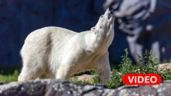 polar bear