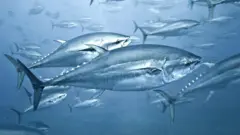 Atunes en el océano