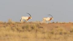 L'antilope « disparue » qui redonne espoir au désert du Sahara