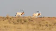 Deux antiloppes qui marchent à la file indienne sur une terre aride avec des herbes séchées par le soleil, Elles ont la peau blanche et café au niveau du cou.