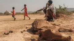 Hongee Itoophiyaa keessaan horiin miiliyoona 4 ol dhumuu UN ibseera