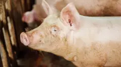 பன்றிக் கொழுப்பிலிருந்து விமான எரிபொருள் தயாரிக்கும் திட்டம் பெரும் பாதிப்பை ஏற்படுத்தும்