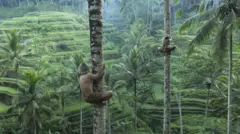 Flora Carita: Kelapa