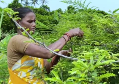 புளிய இலையை உணவாக உட்கொள்ளும் ஆந்திர மக்கள் - ஆண்டு முழுவதும் அறுவடை