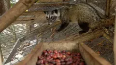 Xirinyiin buna janfala (diimaa) nyaattee qashirii (kan qolli irra ka'e) baasti. Innis miicamee, gogee qophaa'a.