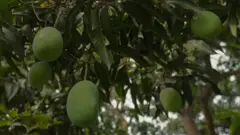 பாகிஸ்தான் மாம்பழங்கள்