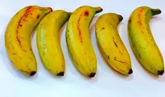 ગુજરાતમાં કેળાની એ નવી જાત- "આણંદ વામન"