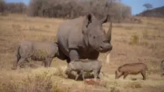 Veliki nosorog stoji na livadi okruzen sa tri mala nosoroga mladunceta,